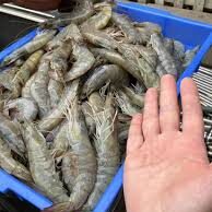 Jejak Ekonomi Biru: Transformasi Tambak Udang Modern Tiongkok-Indonesia di Pulau Bangka